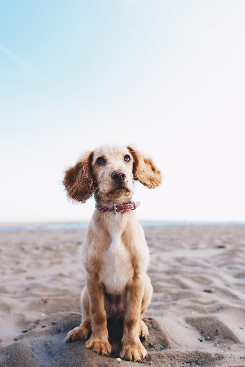 Order for access of pets to the beach. 